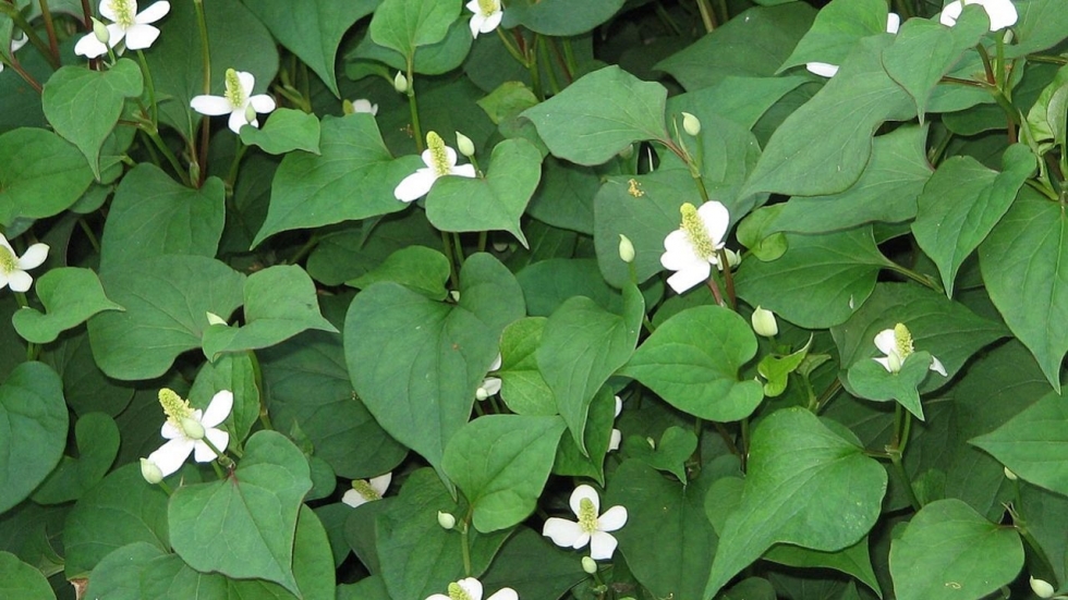 Điều trị mỡ máu cao bằng rau diếp cá